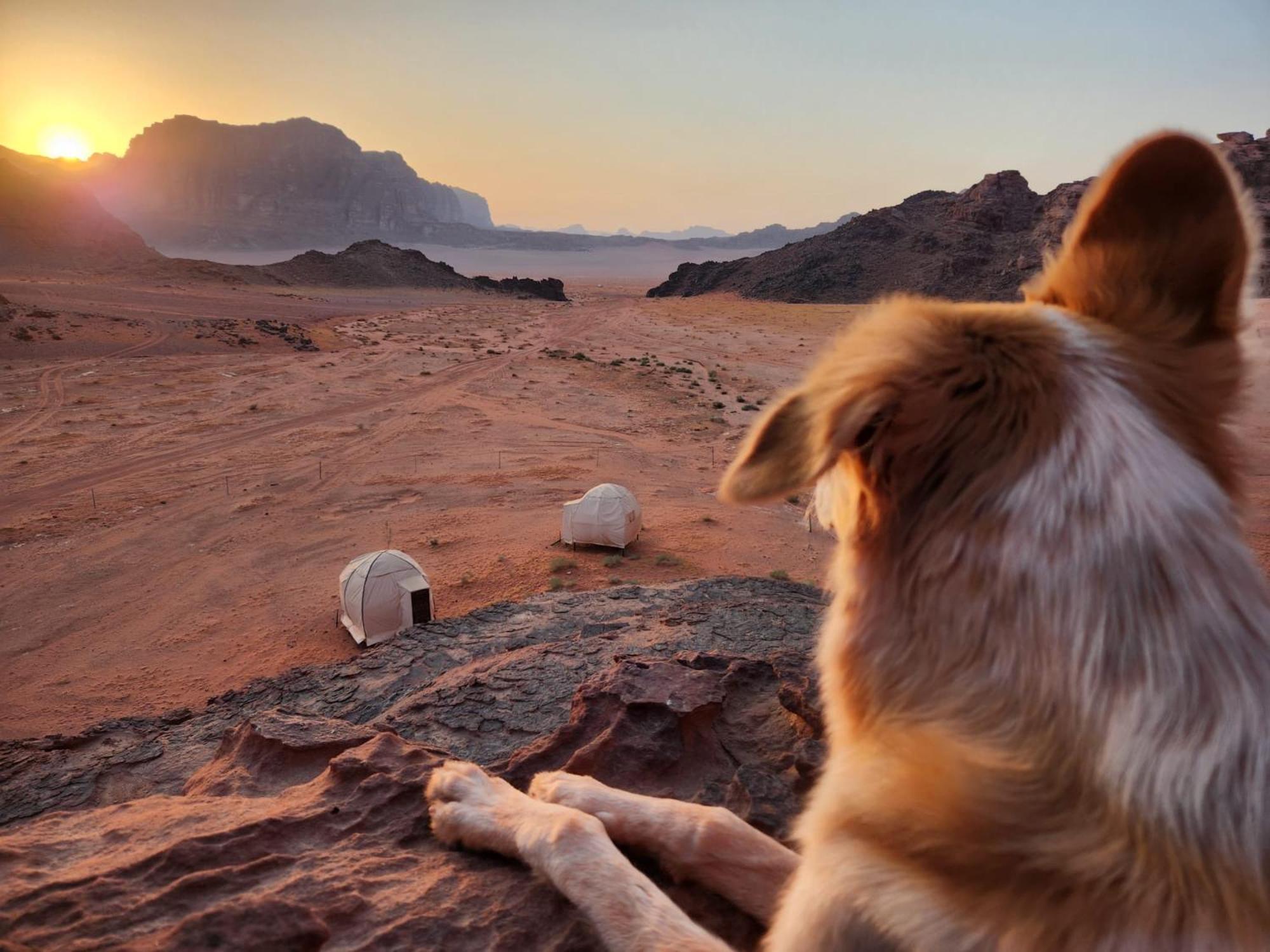 Wadi Rum Bedouin Experience Hotel Kültér fotó